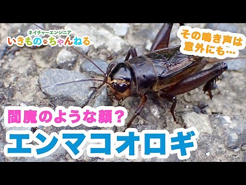 エンマコオロギ 閻魔大王のような顔のコオロギの意外な鳴き声