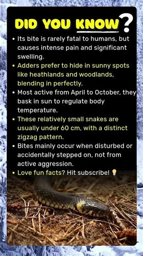 Beware Britain's Adder: The UK's Only Venomous Snake!