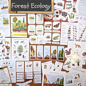 Forest Ecology Unit: Homeschool Nature Study & STEM Learning (PDF) - Etsy