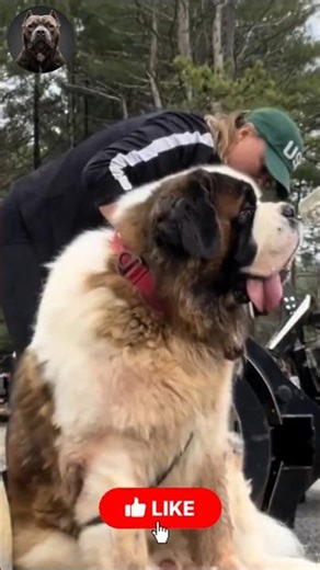 Saint Bernard Puppy to GENTLE GIANT 🐻❤️ | Massive Transformation! #MegaMutts