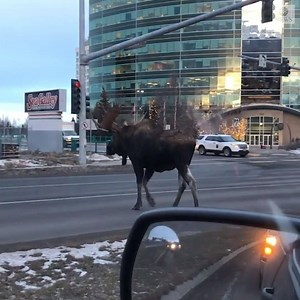 387K views · 29K reactions | MOOSE CROSSING: A moose casually strolled across an intersection in Anchorage, Alaska, to the amusement of drivers who were forced to stop to let it pass. https://abcn.ws/2EITzMG | ABC News | Facebook