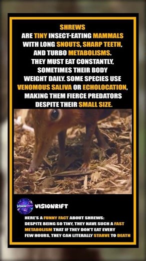 The Tiny but Fearless Shrew 🐭⚡ | One of Nature’s Fastest Hunters! #Shrew #Wildlife