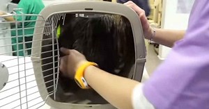 Dog has been stuck in box all his life – now watch the moment vets finally release him