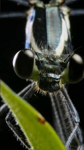 🤯 THIS is How Bugs See the World!