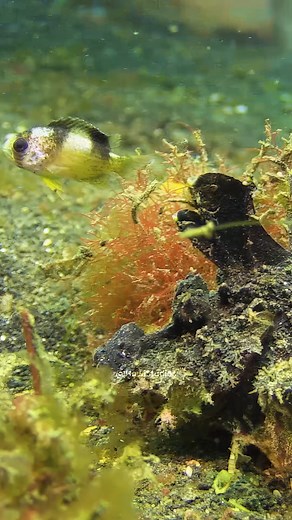 119K views · 746 reactions | Camouflaged Devilfish Catches its Prey Wincent wLnaO #fish #nature #wildlife | HAWI Studios | Facebook