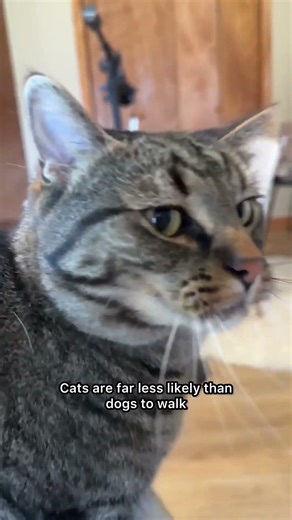 Do Cats Know Their Names
