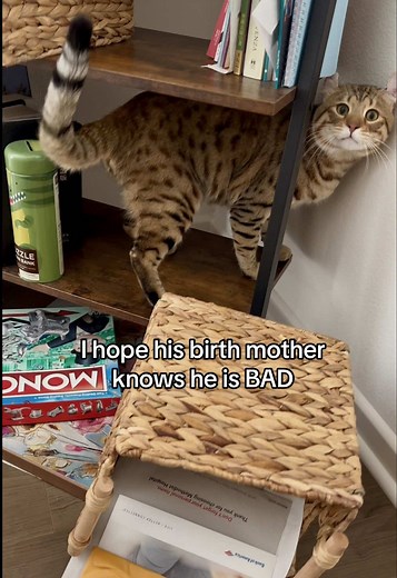 Sometimes 🥹 #leothecat #savannahcat #fyp #funnycat #catlover