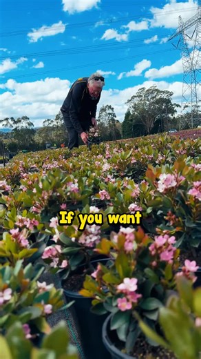 Hello Hello Plants on Instagram: "🌸Tired of high-maintenance gardens? Meet 𝐎𝐫𝐢𝐞𝐧𝐭𝐚𝐥 𝐏𝐢𝐧𝐤 — the ultimate 𝘴𝘦𝘵-𝘢𝘯𝘥-𝘧𝘰𝘳𝘨𝘦𝘵 plant! 💪 Hardy, evergreen, and bursting with soft pink blooms — it keeps your garden beautiful with zero fuss! 🌿 . 👉 𝘾𝙝𝙚𝙘𝙠 𝙞𝙩 𝙤𝙪𝙩 𝙖𝙩 𝙃𝙚𝙡𝙡𝙤 𝙃𝙚𝙡𝙡𝙤 𝙋𝙡𝙖𝙣𝙩𝙨 𝙩𝙝𝙞𝙨 𝙬𝙚𝙚𝙠 👉 𝘎𝘰 𝘵𝘰 𝘰𝘶𝘳 𝘸𝘦𝘣𝘴𝘪𝘵𝘦 𝘷𝘪𝘢 𝘣𝘪𝘰 𝘭𝘪𝘯𝘬. . #HelloHelloPlants #IndianHawthorn #LowMaintenanceGarden #GardenEasy #EvergreenShrub #Melbourne