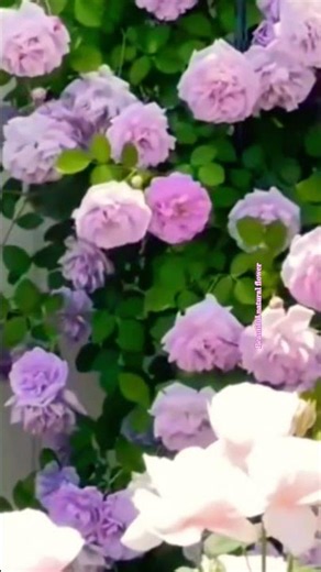 Nature's most beautiful amazing flowers #rosecaring #flowers #nature #love #garden