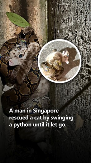 Watch a video of a man’s cat rescue from a python that sparked mixed reactions online. A commenter said pythons are native and cats aren’t, so humans shouldn’t intervene. Once the snake slithered off, the man filmed another video, captioned, "Apologising to the python." | The Independent Singapore