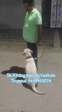 Labrador dog walking control