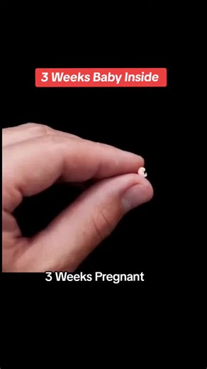 Understanding Your Baby at 3 Weeks Pregnant