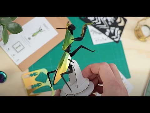 How to build the paper Praying Mantis | Assembli 3D insect puzzle