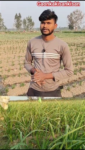 Benefits of intercroping farming Intercropingfarming #trendingshorts #gaonkakisankisan #agriculture