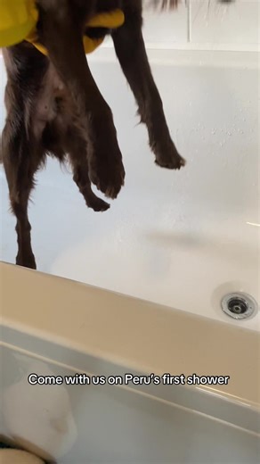 Peru’s First Cocker Spaniel Bath Experience