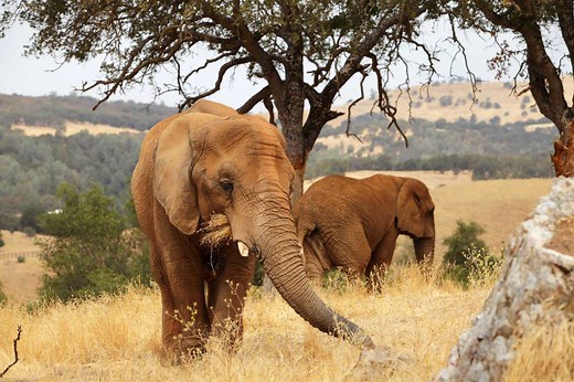 PAWS - a non-profit organization that rescues exotic animals