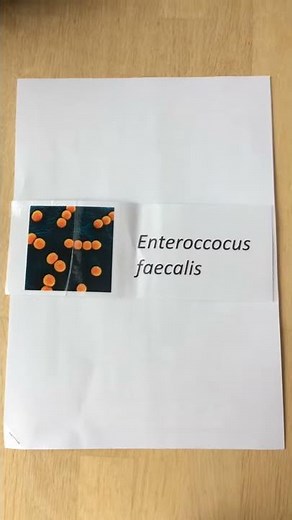 Enterococcus faecalis