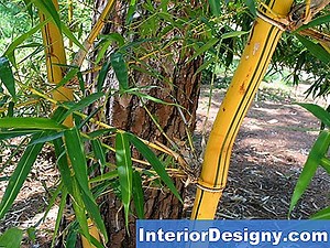 Giardino: Come Potare Variegated Schefflera Arboricola - 2025 | It.Interior-Designy.com