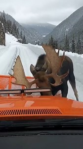 1.4M views · 1.1K reactions | Snowplow Slams Charging Moose on...
