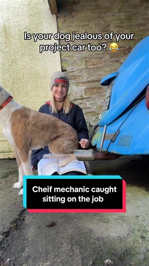 My John Muir book now has paw prints alongside the tear and tea stains 😂 #cars #projectcar #classiccar #volkswagen #vw