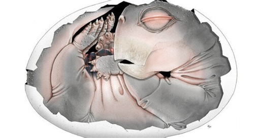 Mammal ancestors laid eggs study