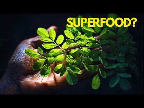 The Tree That Grows in Any Soil — Why Is No One Using It?