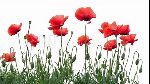 Red Poppies Flowers Swing in Wind on a White Background. Bottom-up View on Spring Poppy's Outdoor. Remembrance Poppy as Symbol of Victims Of All Military And Civil Armed Conflicts