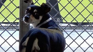 6.6K views · 515 reactions | ADOPTED - moved to SAFE Album on 09/16...