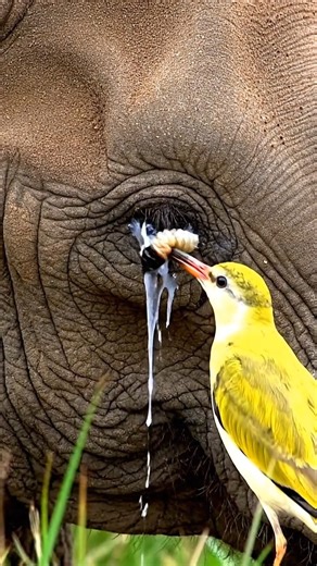 OMG😱🐘🪱🐦 A yellow bird is helping an elephant #elephant #yellowbird #helping #viralshorts