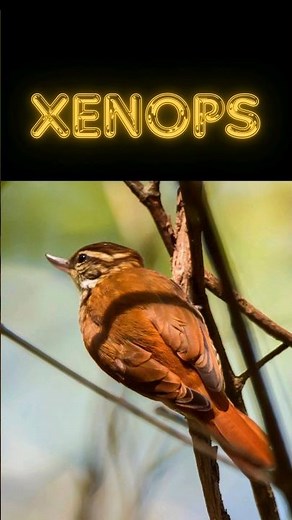 🐦‍⬛ Did you know this about Xenops? 🐦‍⬛#shorts #Xenops #birds #nature