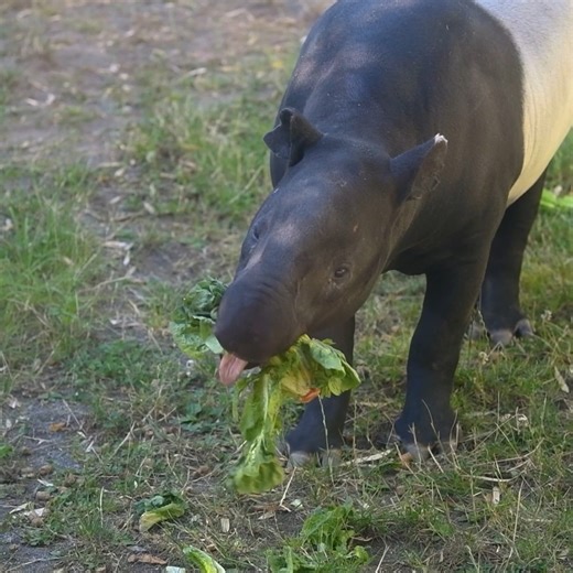 29K views · 1.3K reactions | Happy Thanksgiving from all of us at Point Defiance Zoo & Aquarium! We’re so thankful for our incredible animals, staff, and the support of our amazing community. Watch as polar bears, sea otters, mole rats, turtles, beavers, and more enjoy Thanksgiving treats. ❤️ | Point Defiance Zoo & Aquarium | Facebook
