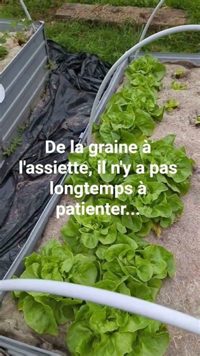 potager perso ..le reste du potager est en mode patience ...