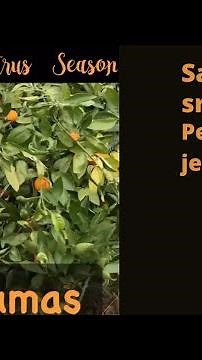 Satsuma sriracha pepper jelly