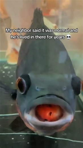 The neighbor said it’s all good and they live forever lol