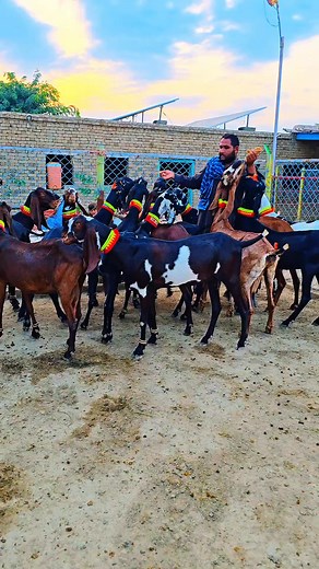 166K views · 8.7K reactions | Shahi Wale betal bakriya 2026 #Goat #farming #videos #2026 goat farming add tags keychain goat farming tag mukammal chahiye goat farming video goat farming goat #farm dg khan goat farm multan goat farm near me goat farming business plan goat farming in uganda goat farming in kenya | صابرخان Sabir Khan | Facebook