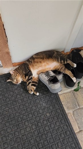 Gilbert taking a little shoe nap