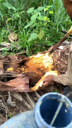 Chopping Tough Tree Roots with a Machete Technique
