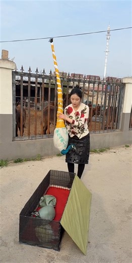 Peacock wings test hands🥹🦚 and head and health checkup help rescue 6🦚#help#peacock#shorts#viralvideo