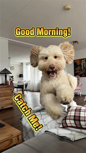Friday the Labradoodle Starts the Day With a Jump of Glory! #dog #funny #jump #goodmorning #pets
