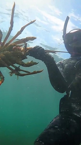 Big Old Buck Spearfishing: Can Crayfish Breathe Underwater?
