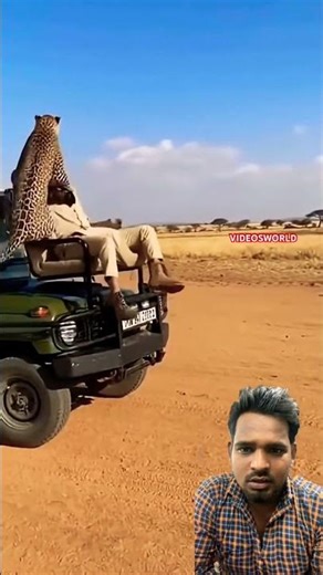 Leopard attacks tourist in Rajasthan #leopard #wildliferescue #animals # VIDEOSWORLD