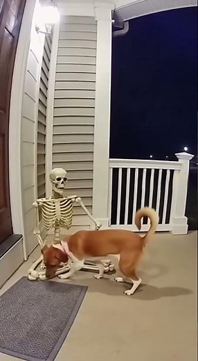 Shocking! 😱😱 Dog Gets Scared by a Halloween Skeleton 🐶💀🎃#happyhalloween