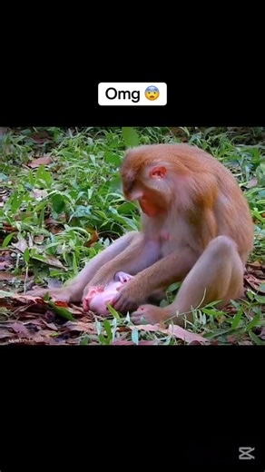 Stubborn Monkey Family Screaming Until the End