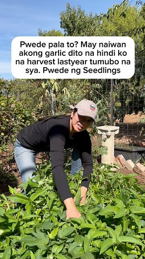 My mga Garlic Seedlings na ako. Ang galing pwede pala to?Eto ung mga Garlic na naiwan ko dito sa garden ko from last year tumubo na sila. | Farm Life in Australia “Dai Meraflor”