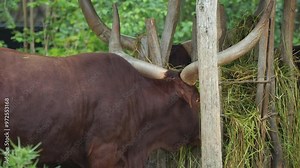 Close view of domesticated long-horned cattle eating hay outdoors