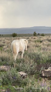 87K views · 2.5K reactions | Thunderstorm & Wild Horses. Band of mustangs on Steens mountain of SE Oregon. The black pinto is Talyn with her black foal. They are in the dun stallion’s band who originally came from FourSocks. #wildhorses #mustang #thunderstorm #weather #canon #wildlifephotography #wild #wildanimals | Mustang Meg | Facebook
