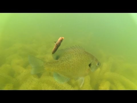 How To Attach Your GoPro to Your Fishing Line - DIY GoPro Mount