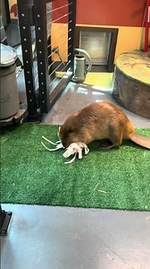 Growing Up Beaver at the Louisville Zoo, presented for the ABMA's 2026 Behaviour Month