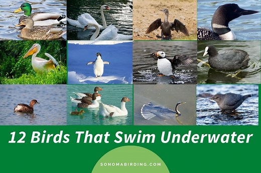 12 Birds That Swim Underwater (with videos) - Sonoma Birding