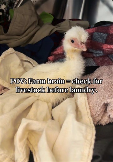 Dude. I did it again. Get it together Pita! 😆 #Emu #Emus #BabyEmus #Farm #FarmLife